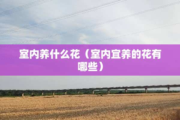 室内养什么花（室内宜养的花有哪些）