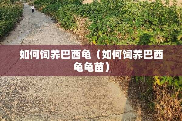 如何饲养巴西龟（如何饲养巴西龟龟苗）