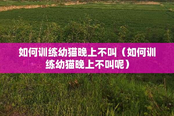 如何训练幼猫晚上不叫（如何训练幼猫晚上不叫呢）