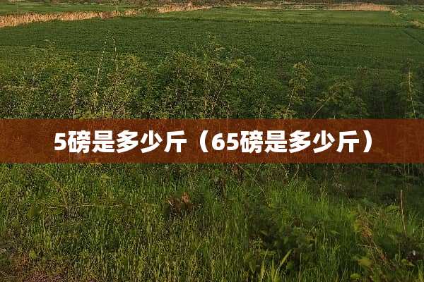 5磅是多少斤（65磅是多少斤）