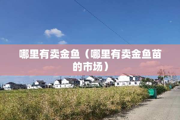 哪里有卖金鱼（哪里有卖金鱼苗的市场）