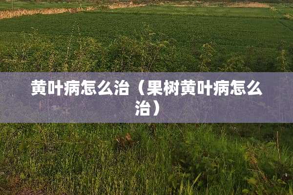 黄叶病怎么治（果树黄叶病怎么治）