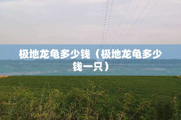 极地龙龟多少钱（极地龙龟多少钱一只）