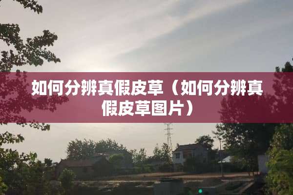 如何分辨真假皮草（如何分辨真假皮草图片）