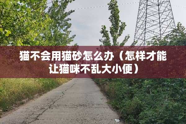 猫不会用猫砂怎么办（怎样才能让猫咪不乱大小便）