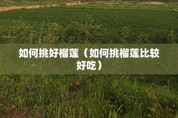 如何挑好榴莲（如何挑榴莲比较好吃）