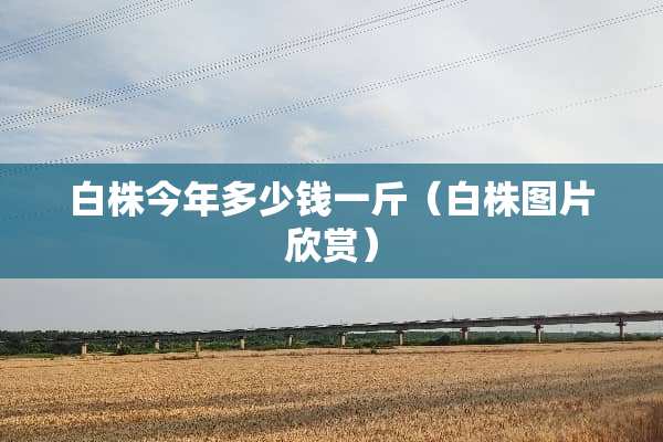 白株今年多少钱一斤（白株图片欣赏）