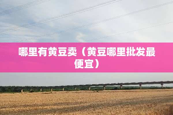 哪里有黄豆卖（黄豆哪里批发最便宜）