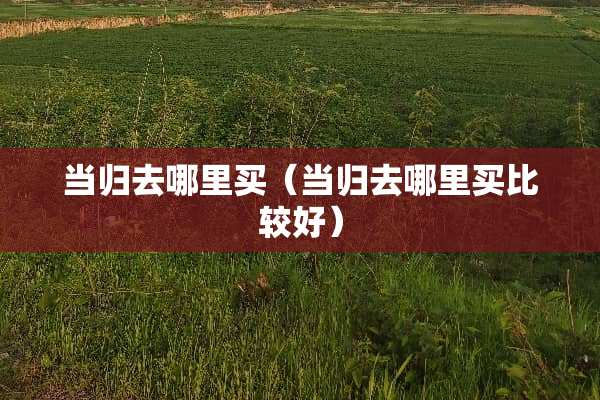 当归去哪里买（当归去哪里买比较好）