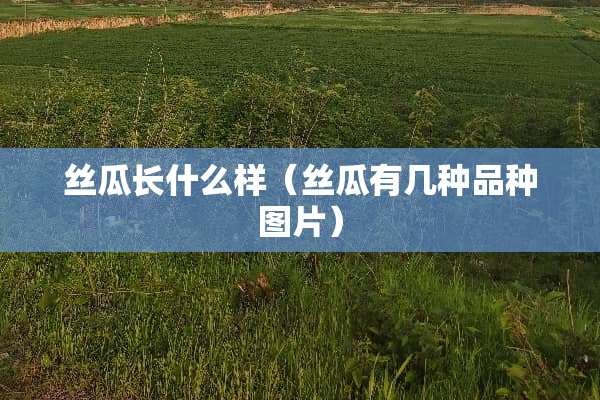 丝瓜长什么样（丝瓜有几种品种图片）