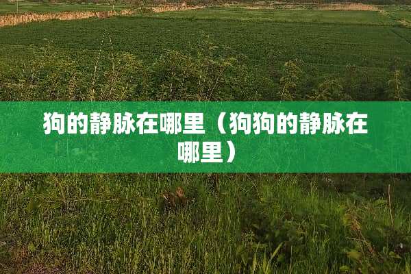 狗的静脉在哪里（狗狗的静脉在哪里）