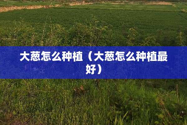 大葱怎么种植（大葱怎么种植最好）