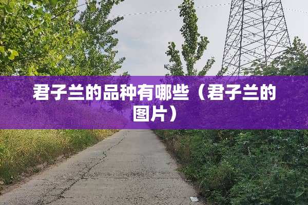 君子兰的品种有哪些（君子兰的图片）