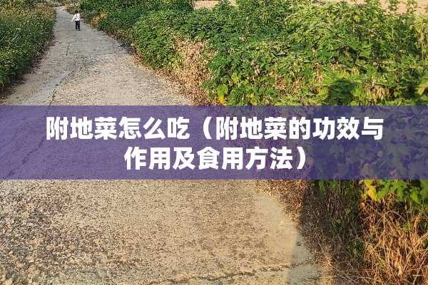 附地菜怎么吃（附地菜的功效与作用及食用方法）