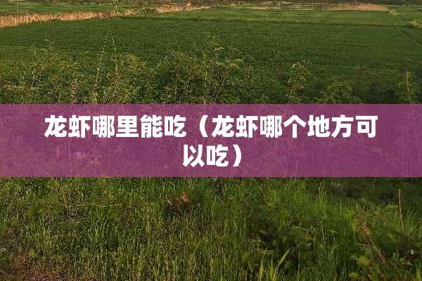 龙虾哪里能吃（龙虾哪个地方可以吃）