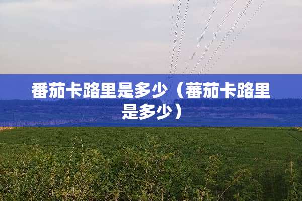 番茄卡路里是多少（蕃茄卡路里是多少）