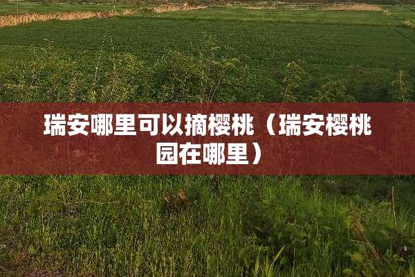 瑞安哪里可以摘樱桃（瑞安樱桃园在哪里）