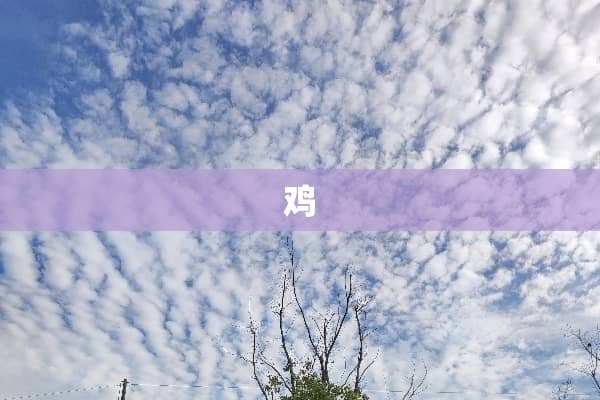 鸡