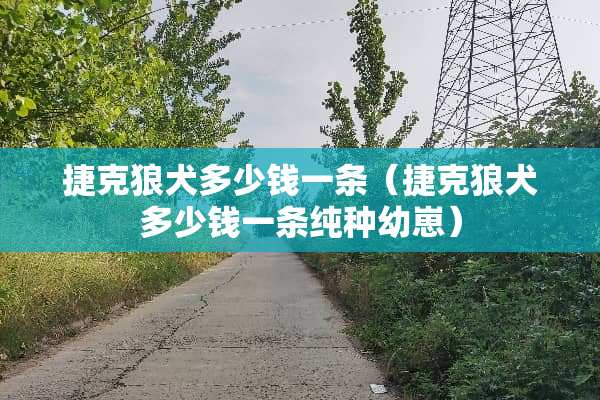 捷克狼犬多少钱一条（捷克狼犬多少钱一条纯种幼崽）