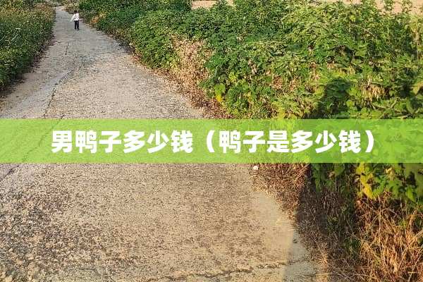 男鸭子多少钱（鸭子是多少钱）
