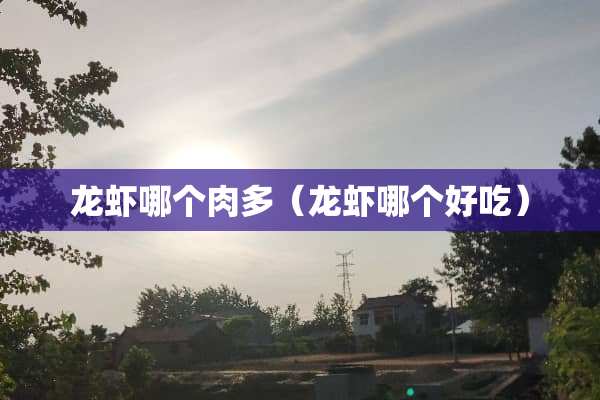 龙虾哪个肉多（龙虾哪个好吃）