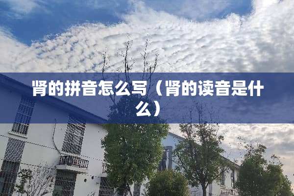 肾的拼音怎么写（肾的读音是什么）