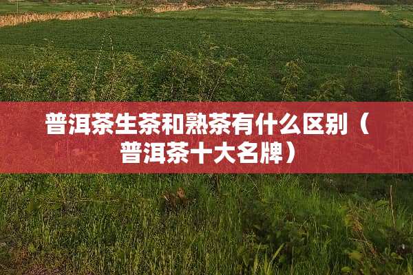 普洱茶生茶和熟茶有什么区别（普洱茶十大名牌）