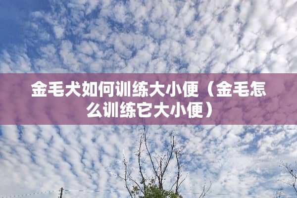 金毛犬如何训练大小便（金毛怎么训练它大小便）