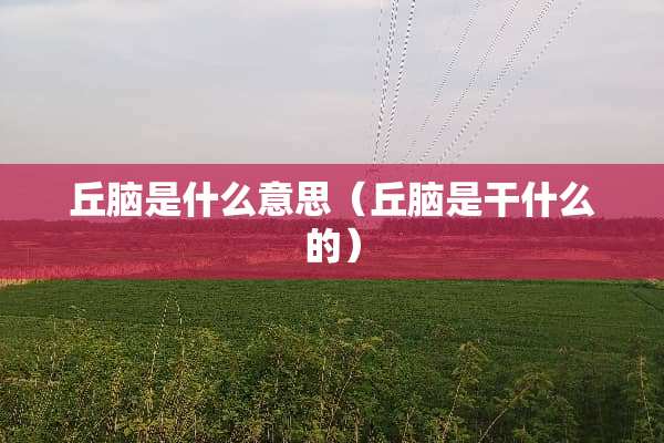 丘脑是什么意思（丘脑是干什么的）