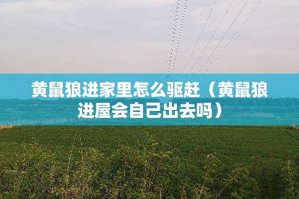 黄鼠狼进家里怎么驱赶（黄鼠狼进屋会自己出去吗）