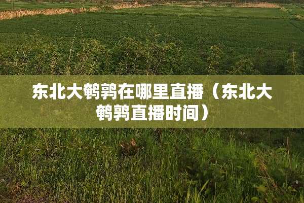 东北大鹌鹑在哪里直播（东北大鹌鹑直播时间）