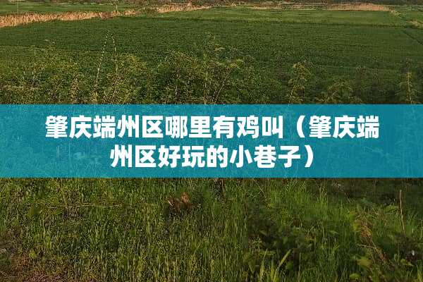 肇庆端州区哪里有鸡叫（肇庆端州区好玩的小巷子）
