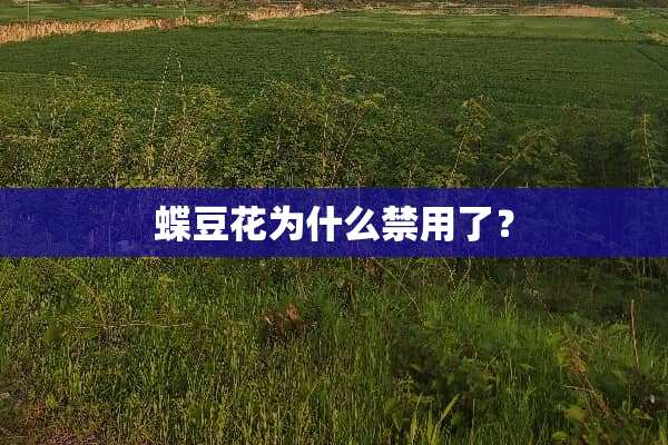 蝶豆花为什么禁用了？