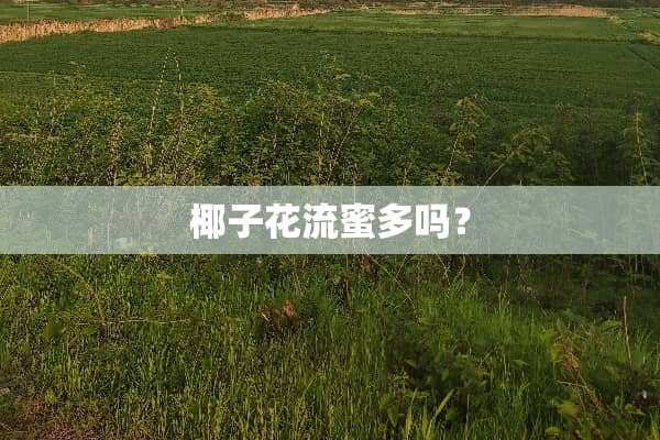 椰子花流蜜多吗？