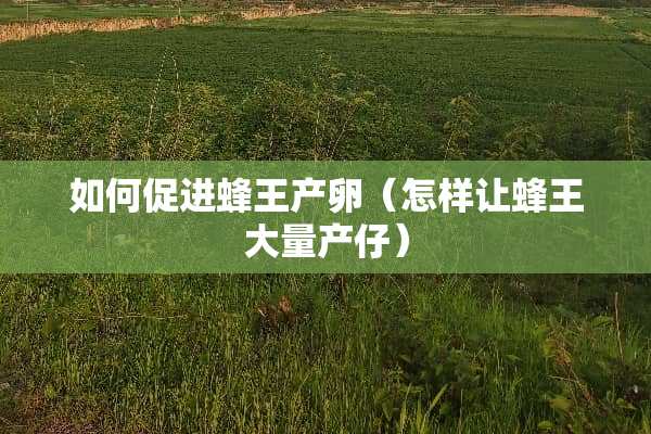 如何促进蜂王产卵（怎样让蜂王大量产仔）