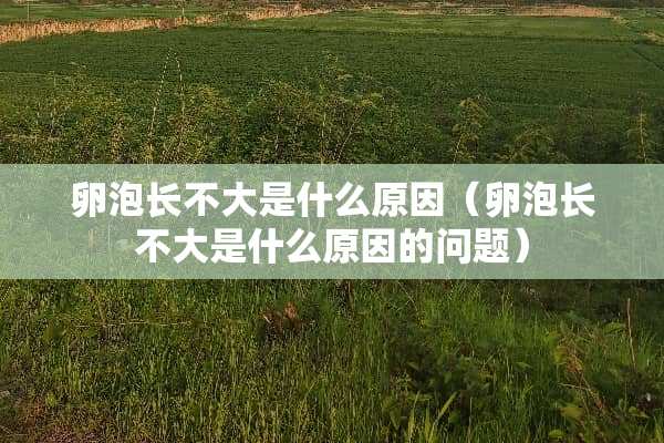 卵泡长不大是什么原因（卵泡长不大是什么原因的问题）