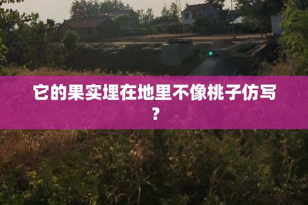 它的果实埋在地里不像桃子仿写？