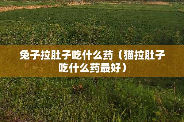 兔子拉肚子吃什么药（猫拉肚子吃什么药最好）