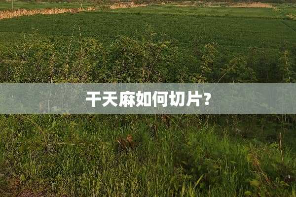 干天麻如何切片？