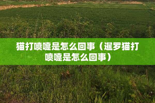 猫打喷嚏是怎么回事（暹罗猫打喷嚏是怎么回事）