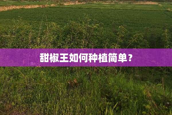 甜椒王如何种植简单？