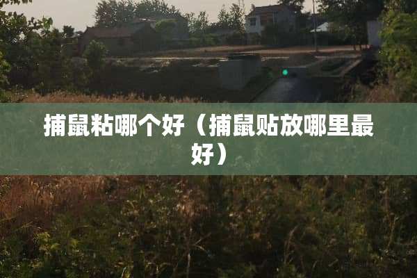 捕鼠粘哪个好（捕鼠贴放哪里最好）