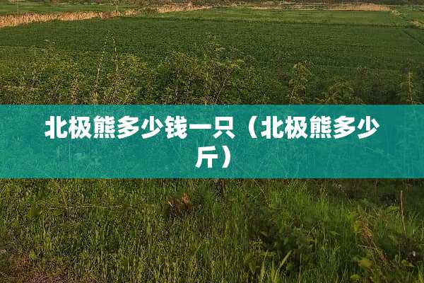 北极熊多少钱一只（北极熊多少斤）