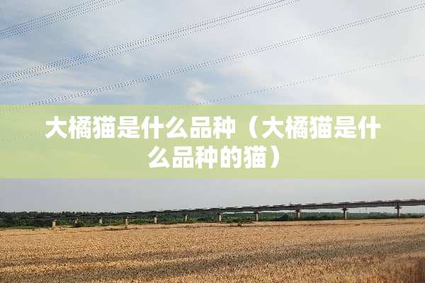 大橘猫是什么品种（大橘猫是什么品种的猫）
