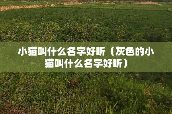 小猫叫什么名字好听（灰色的小猫叫什么名字好听）