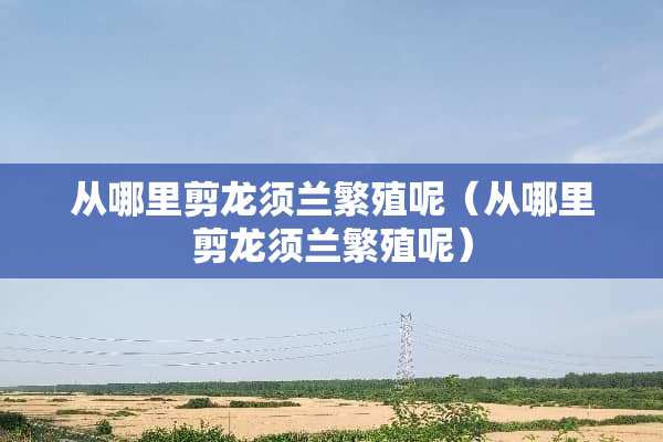 从哪里剪龙须兰繁殖呢（从哪里剪龙须兰繁殖呢）