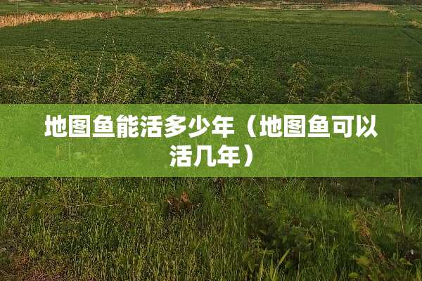 地图鱼能活多少年（地图鱼可以活几年）