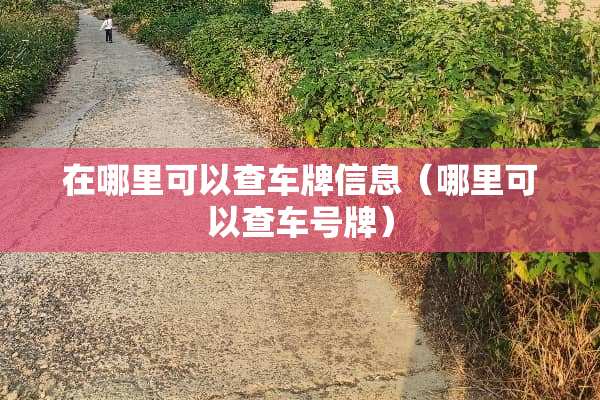 在哪里可以查车牌信息（哪里可以查车号牌）