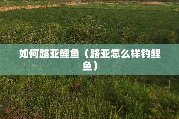 如何路亚鲤鱼（路亚怎么样钓鲤鱼）