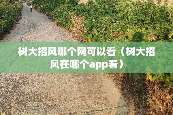 树大招风哪个网可以看（树大招风在哪个app看）